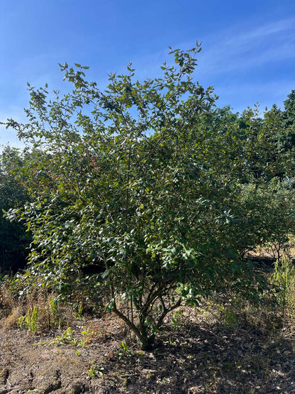 Viburnum burkwoodii meerstammig / struik meerstammig