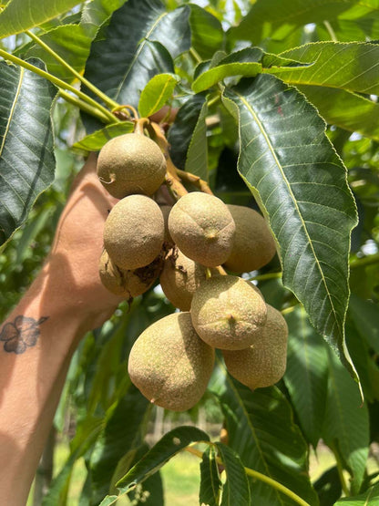 Aesculus flava solitair vrucht