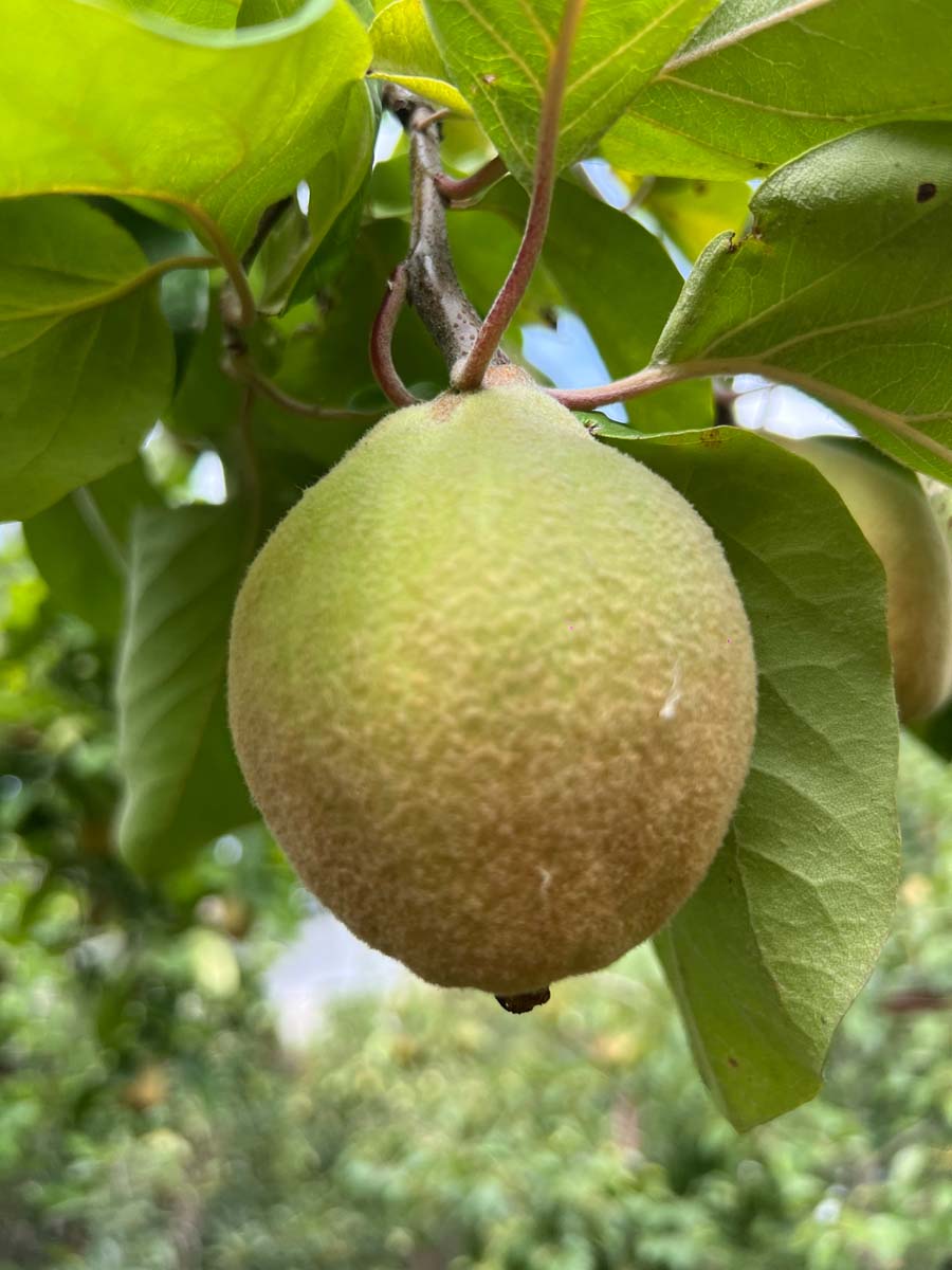 Cydonia oblonga 'Rea's Mammoth' solitair vrucht