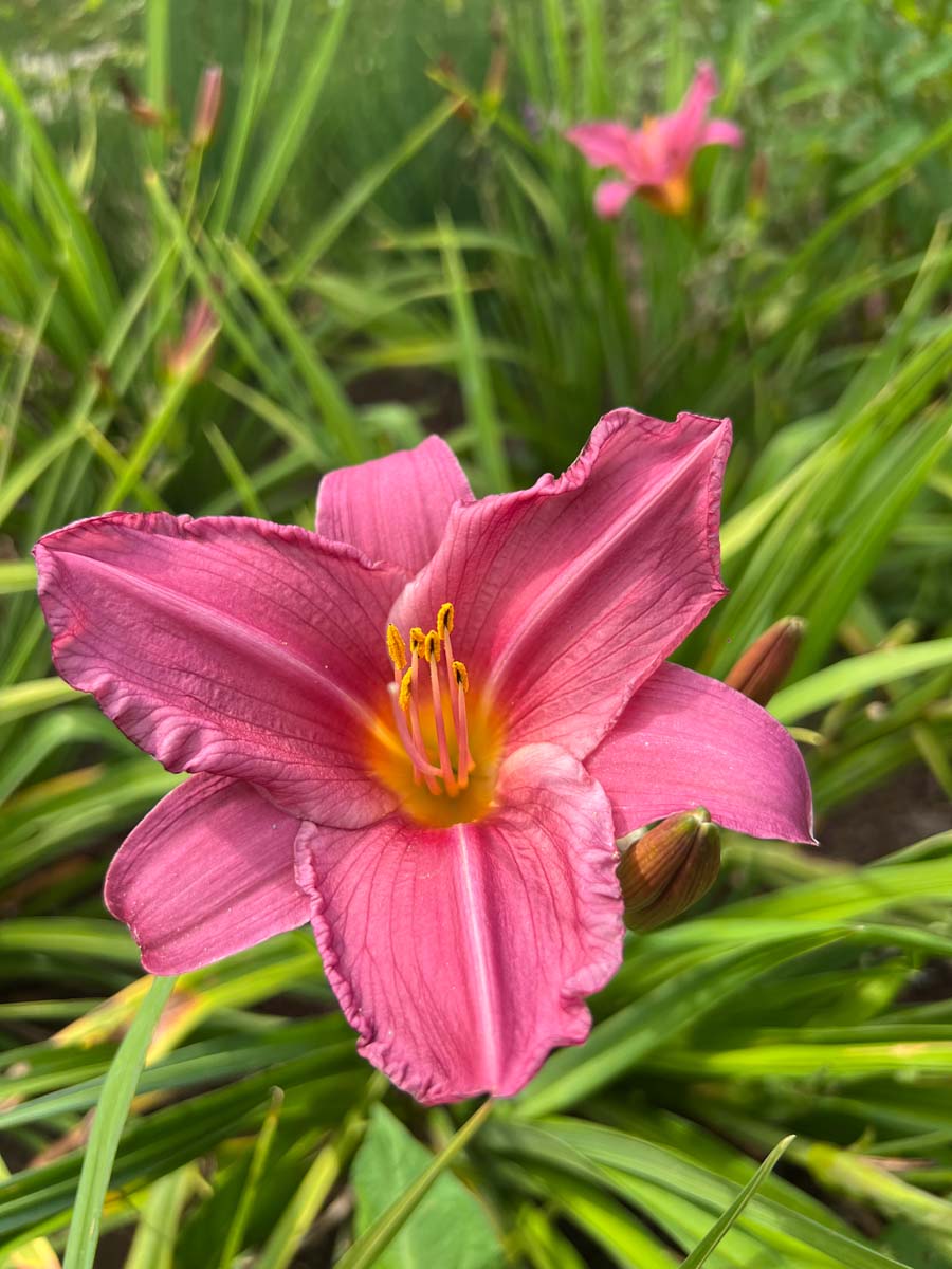 Hemerocallis 'Summer Wine' bloem