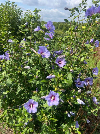 Hibiscus syriacus 'Marina' op stam bloesem