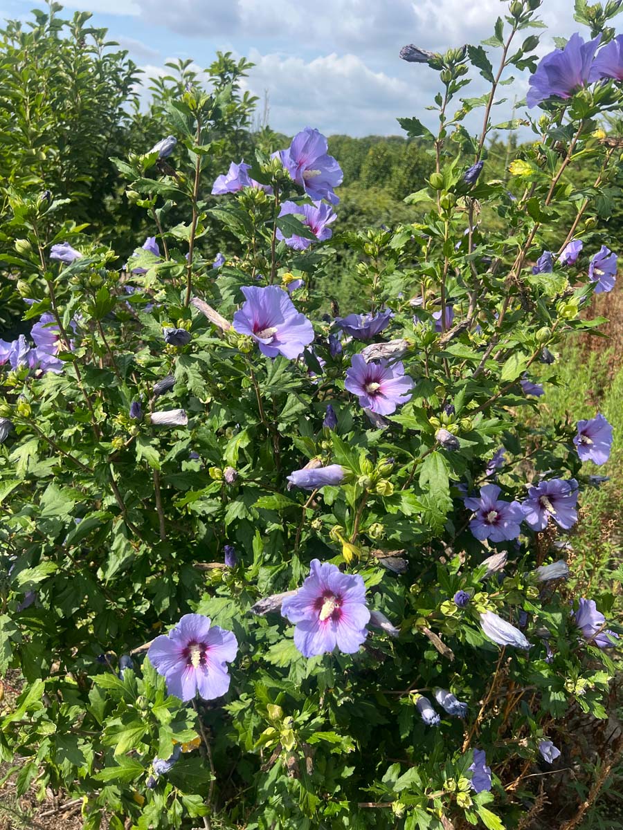 Hibiscus syriacus 'Marina' Tuinplanten bloesem
