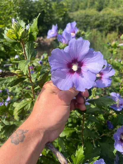 Hibiscus syriacus 'Marina' Tuinplanten bloem