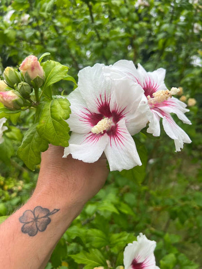 Hibiscus syriacus 'Red Heart' Tuinplanten bloem