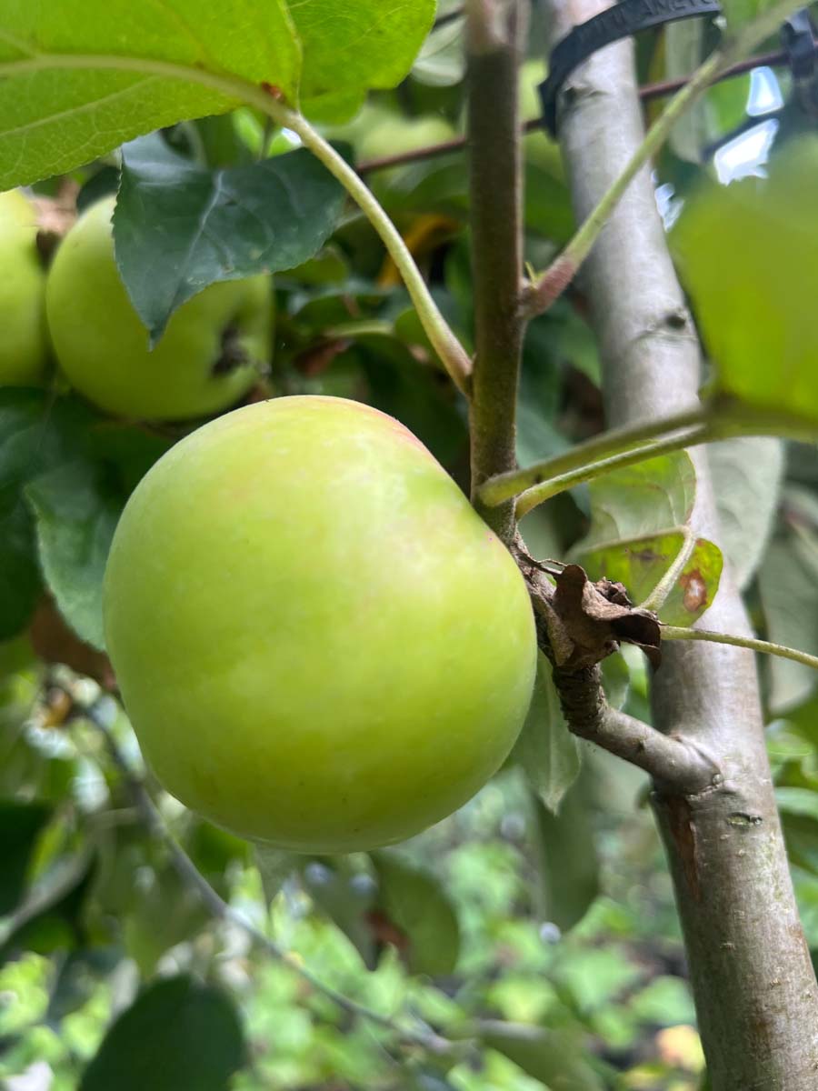 Malus domestica 'Gravensteiner' meerstammig / struik vrucht