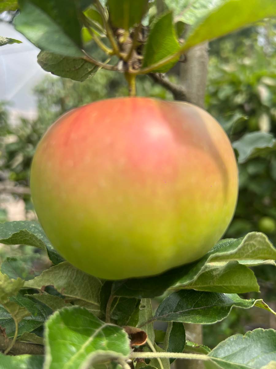 Malus domestica 'Idared' leiboom vrucht