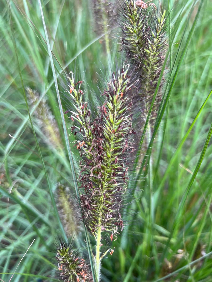Pennisetum alopecuroides 'Black Beauty' bloem