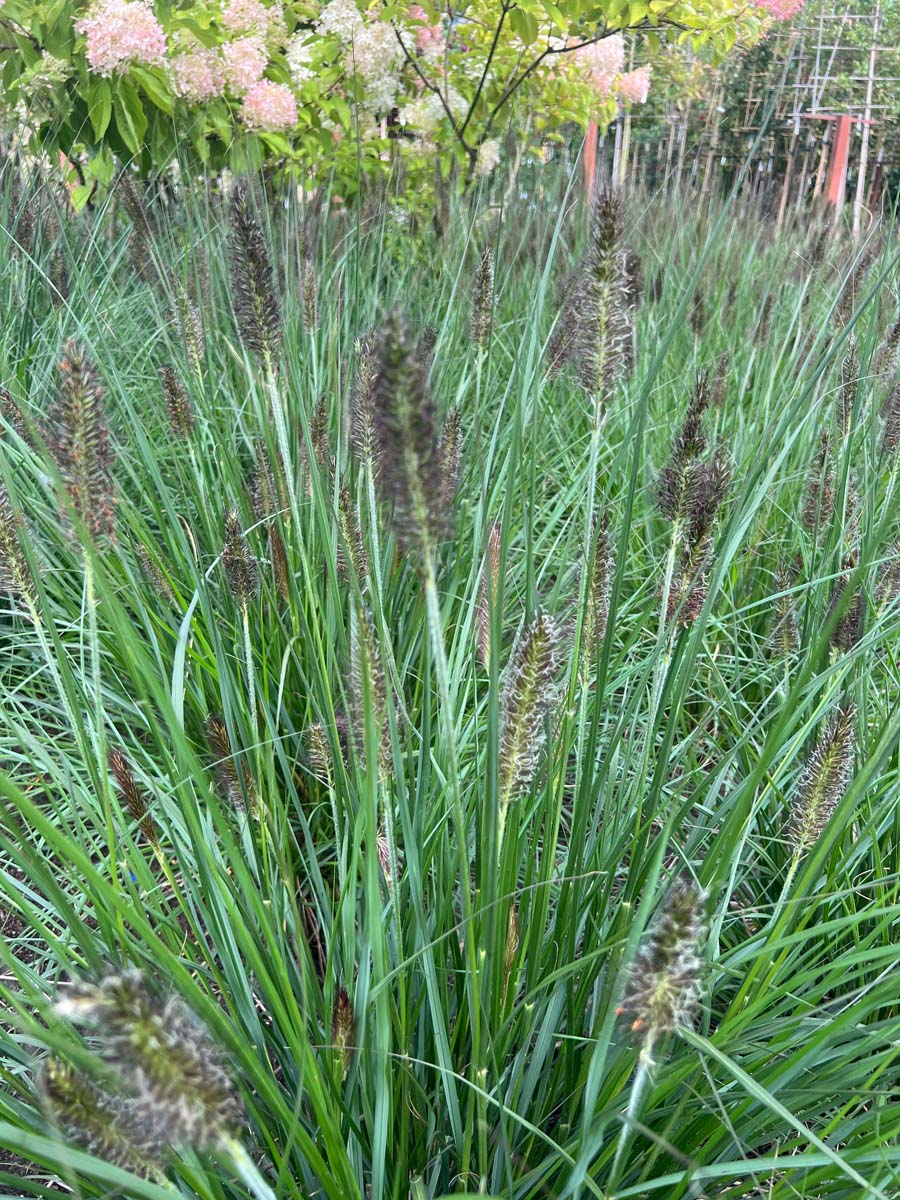 Pennisetum alopecuroides 'Black Beauty' bladeren
