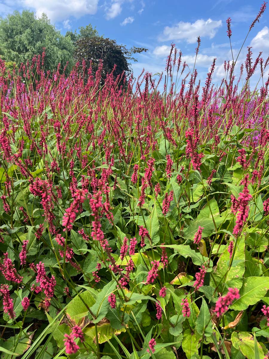 Persicaria amplexicaulis bloem