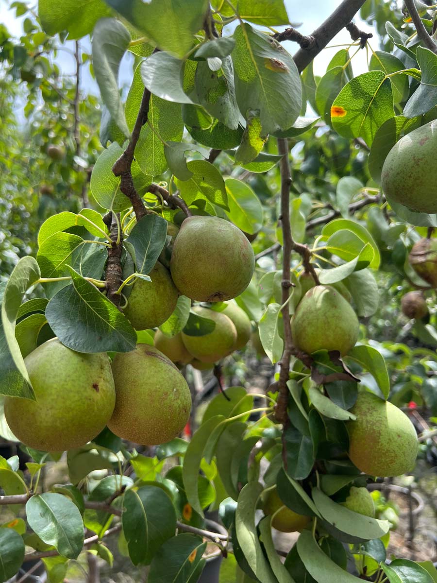 Pyrus communis 'Beurré Hardy' meerstammig / struik vrucht