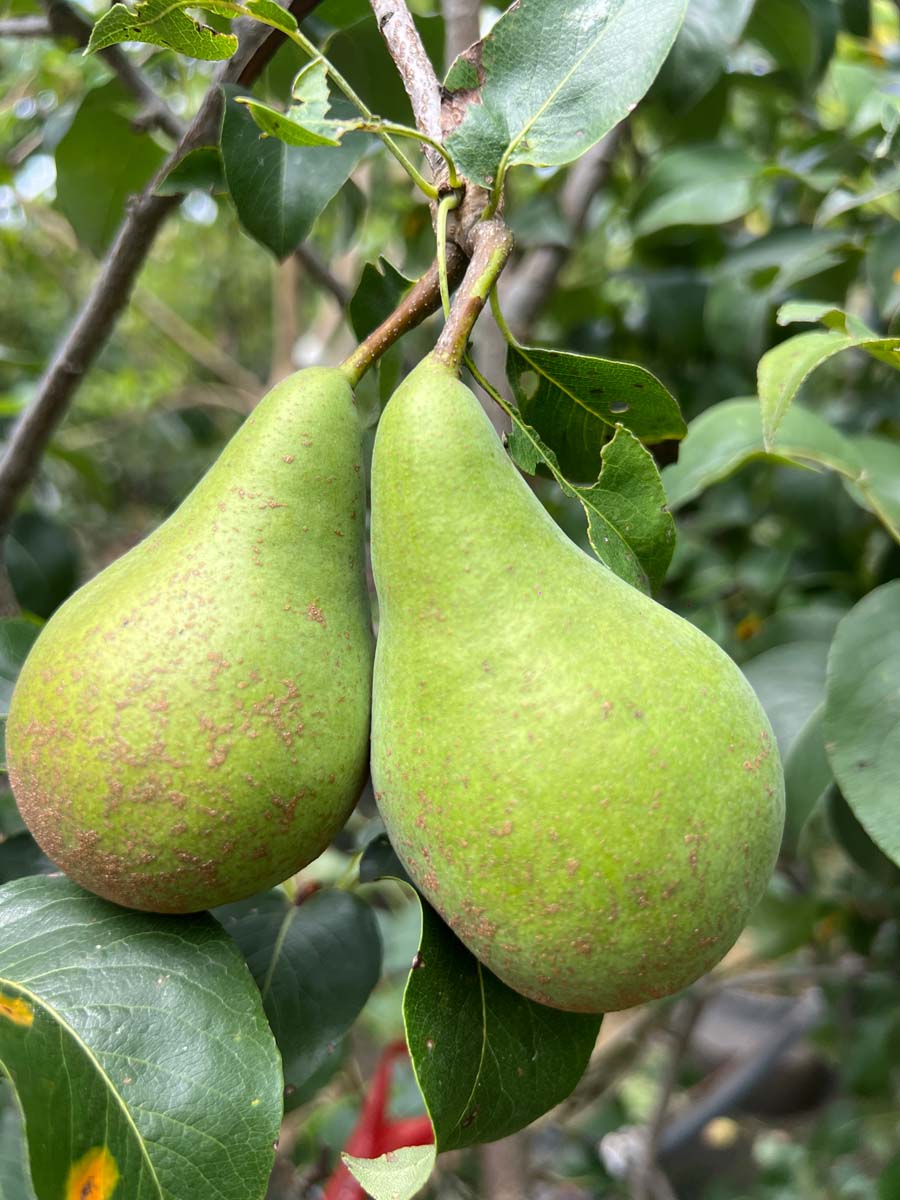 Pyrus communis 'Concorde' leiboom vrucht