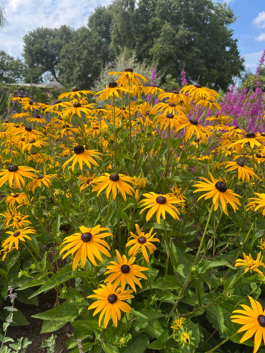 Rudbeckia fulgida 'Goldsturm' bloesem