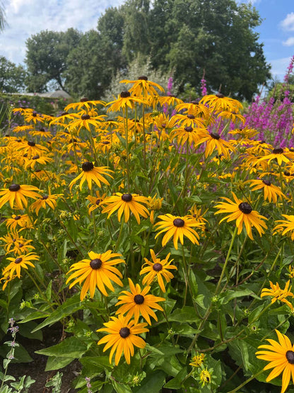 Rudbeckia fulgida 'Goldsturm' bloesem