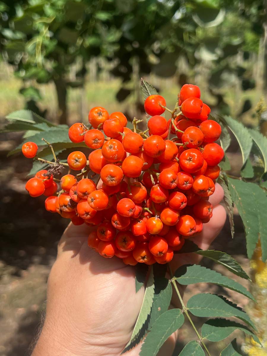 Sorbus aucuparia 'Sheerwater Seedling' op stam bessen