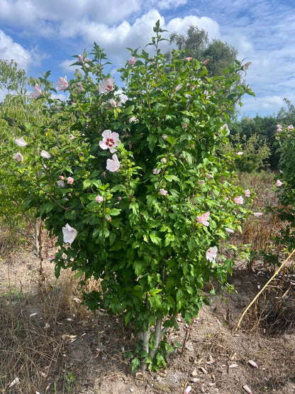 Hibiscus syriacus 'Hamabo' meerstammig / struik struik