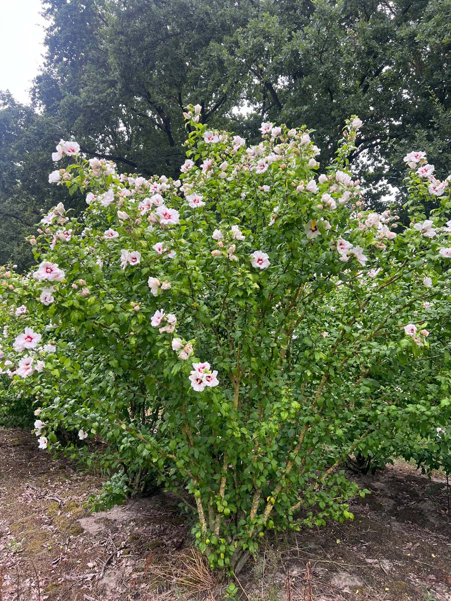 Hibiscus syriacus 'Red Heart' meerstammig / struik struik