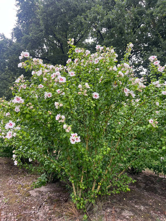Hibiscus syriacus 'Red Heart' meerstammig / struik struik