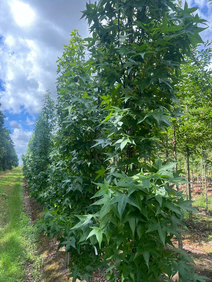 Liquidambar styraciflua 'Slender Silhouette' op stam geveerd