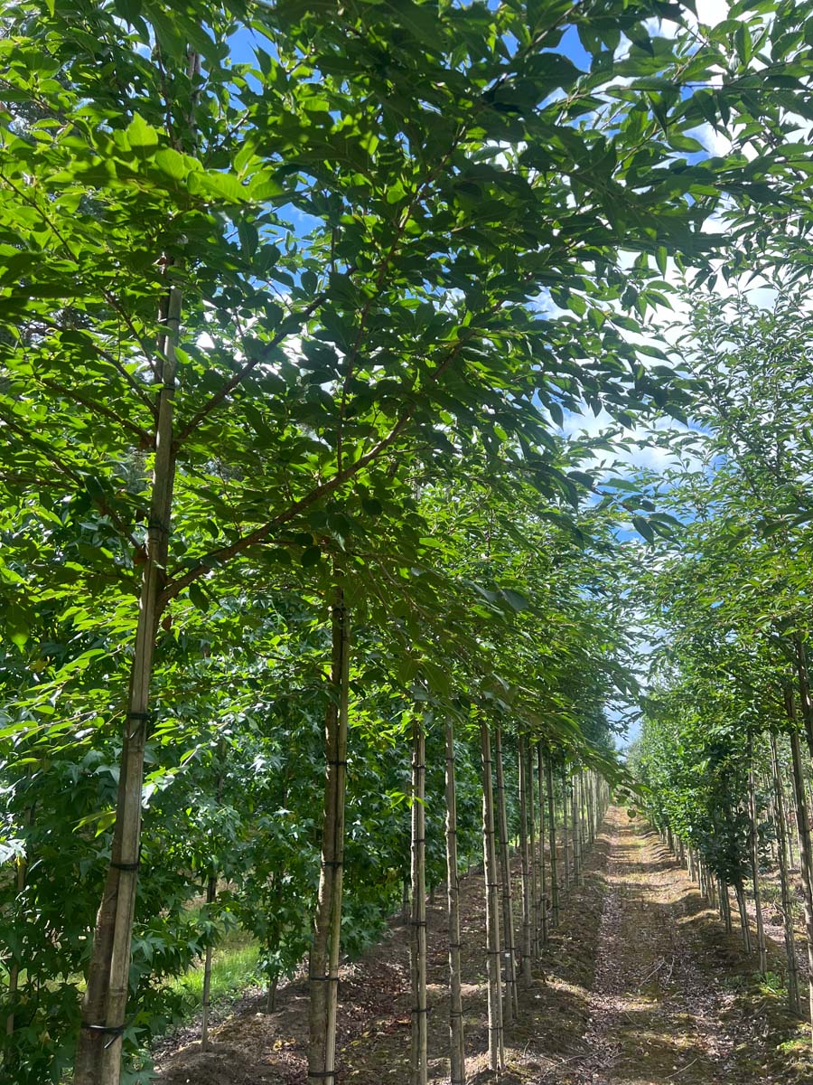 Prunus 'Mieke' op stam op stam
