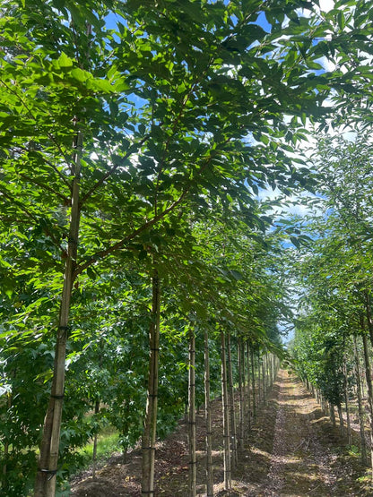 Prunus 'Mieke' op stam op stam