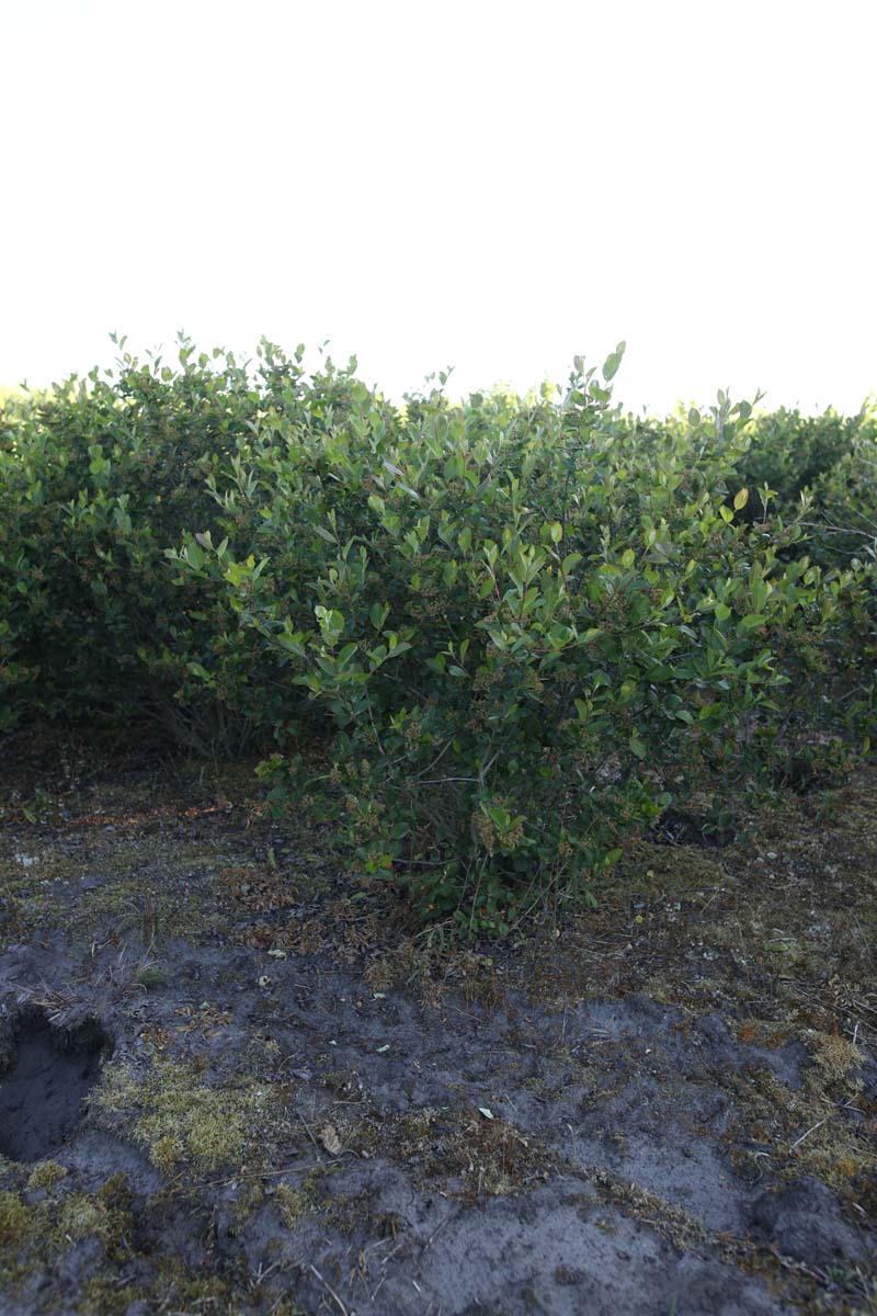 ARMELANO125-150KLSTR hoogte 125-150