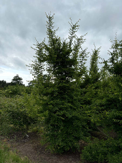 CAORIENT300-350DRSOLw150200 hoogte 300-350