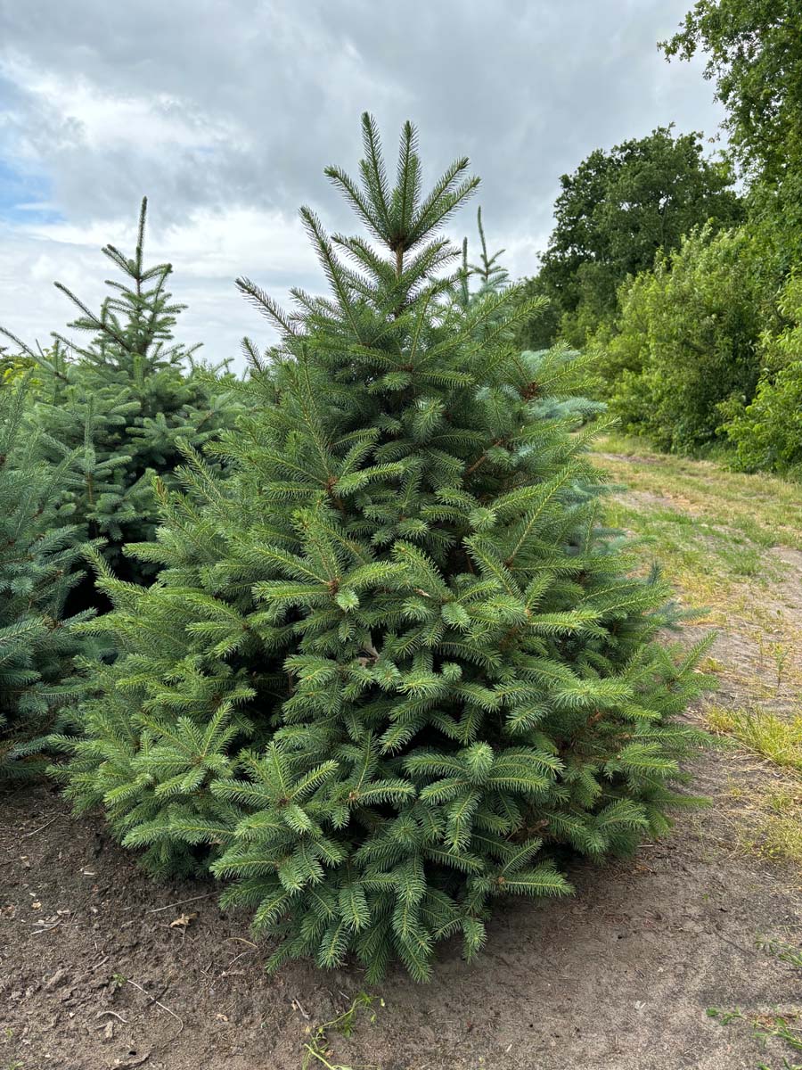 PIPGGROU150-175DRSOLw100150 hoogte 150-175