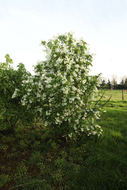 Staphylea coulombieri meerstammig / struik struik