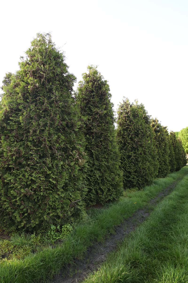 Thuja occidentalis 'Brabant' solitair solitair