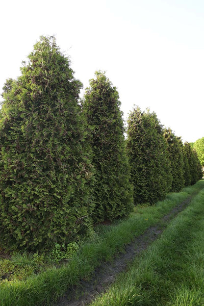 Thuja occidentalis 'Brabant' solitair solitair