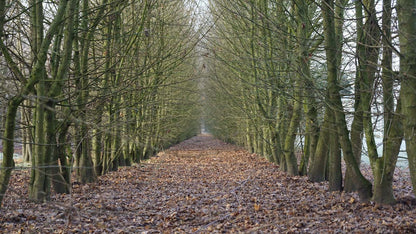 Acer campestre solitair winter