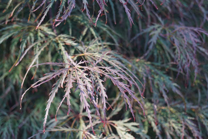 Acer palmatum 'Garnet' Tuinplanten blad
