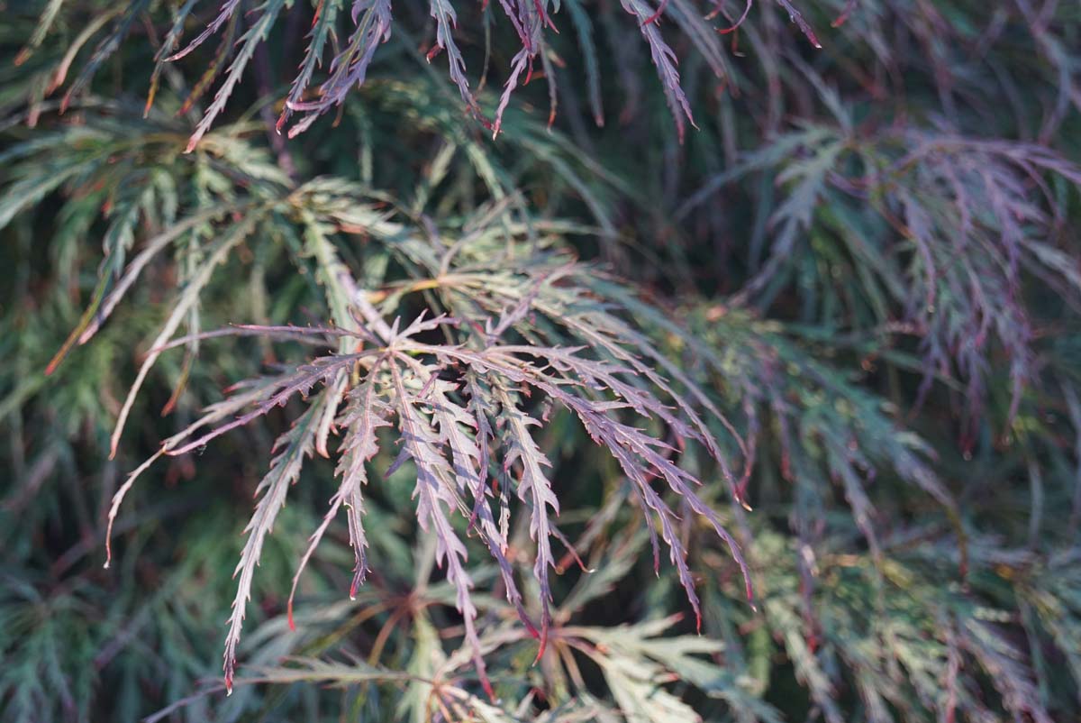 Acer palmatum 'Garnet' op stam blad