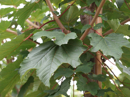 Acer pseudoplatanus 'Negenia' op stam blad