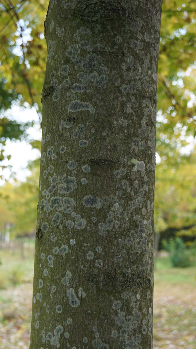 Acer rubrum solitair stam