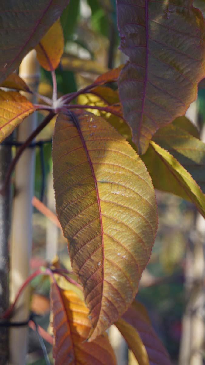 Aesculus chinensis op stam herfstkleur