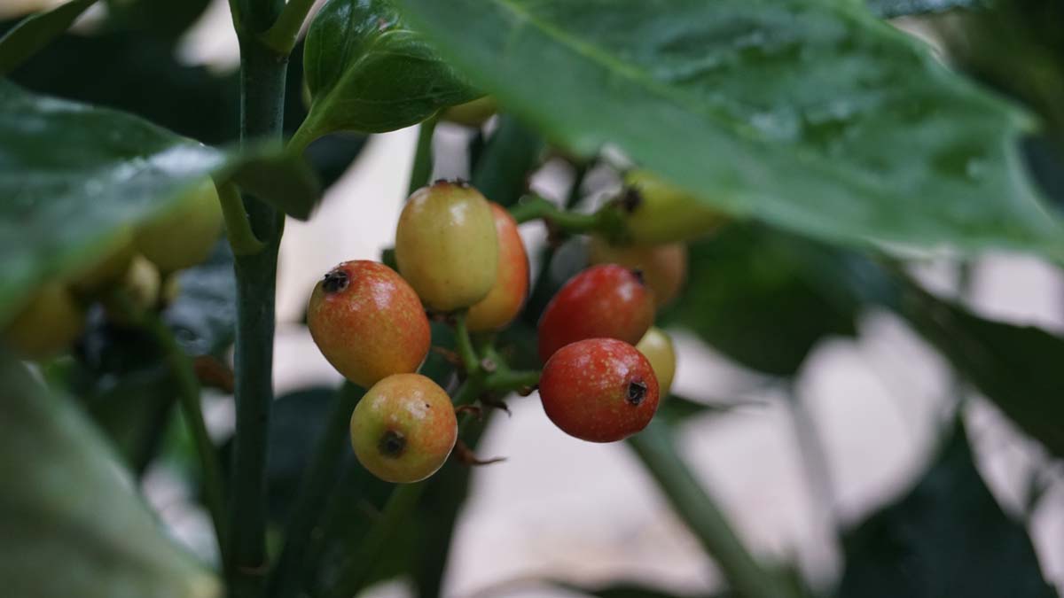 Aucuba japonica 'Rozannie' meerstammig / struik vrucht