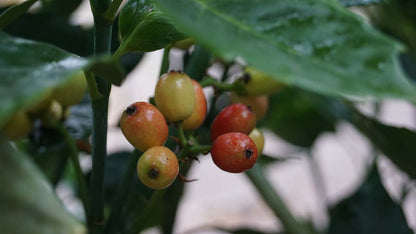 Aucuba japonica 'Rozannie' meerstammig / struik vrucht
