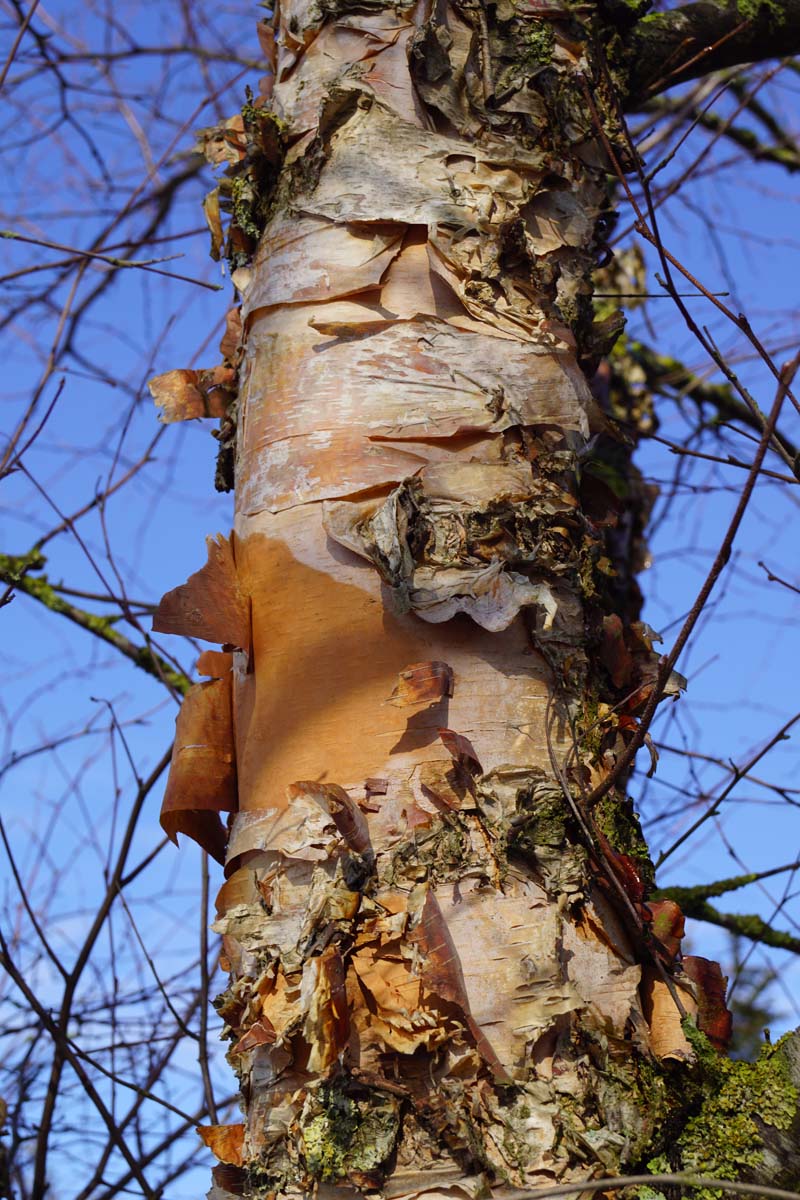 Betula nigra meerstammig / struik bast