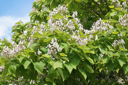 Catalpa bignonioides 'Aurea' meerstammig / struik bloesem