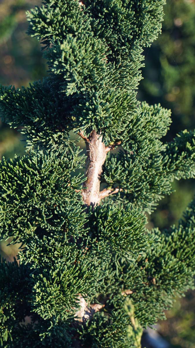 Chamaecyparis lawsoniana 'Wissel's Saguaro' twijg