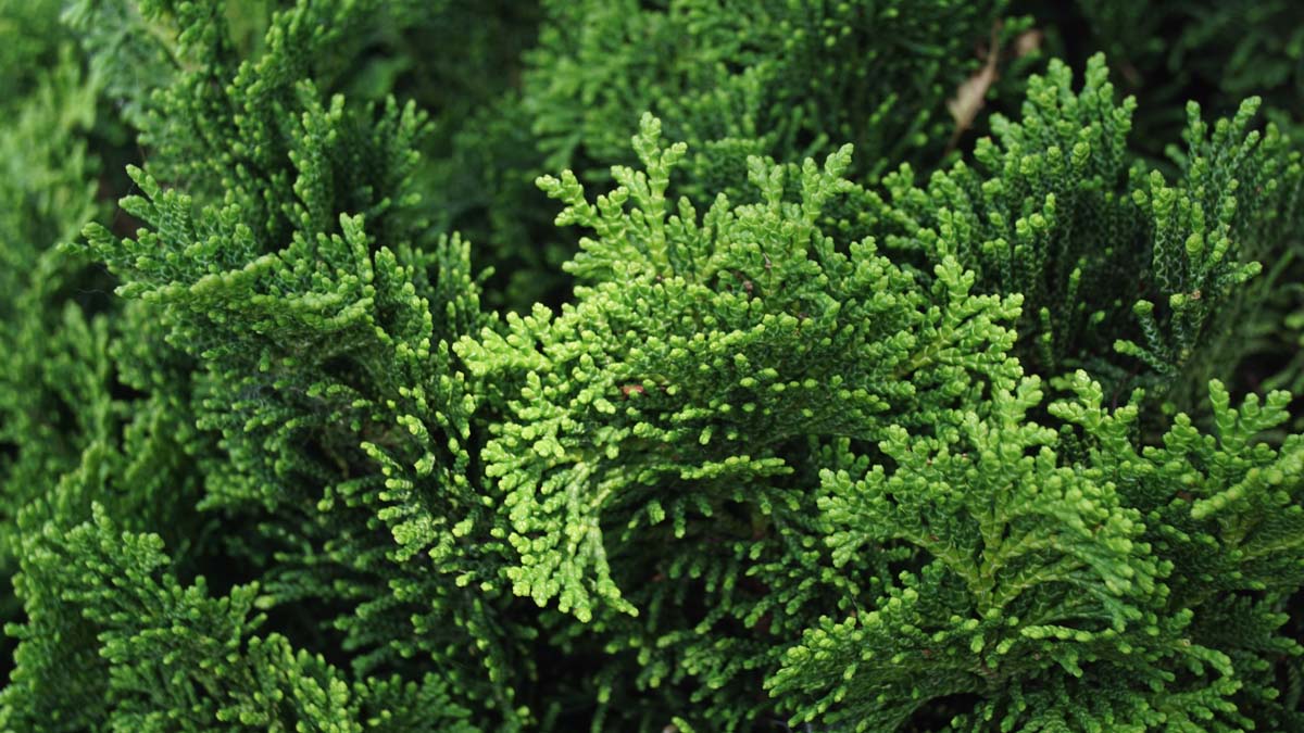 Chamaecyparis obtusa 'Nana Gracilis' solitair naalden