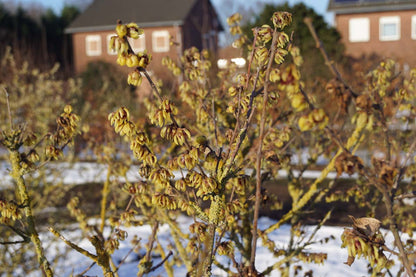 Chimonanthus praecox solitair bloesem