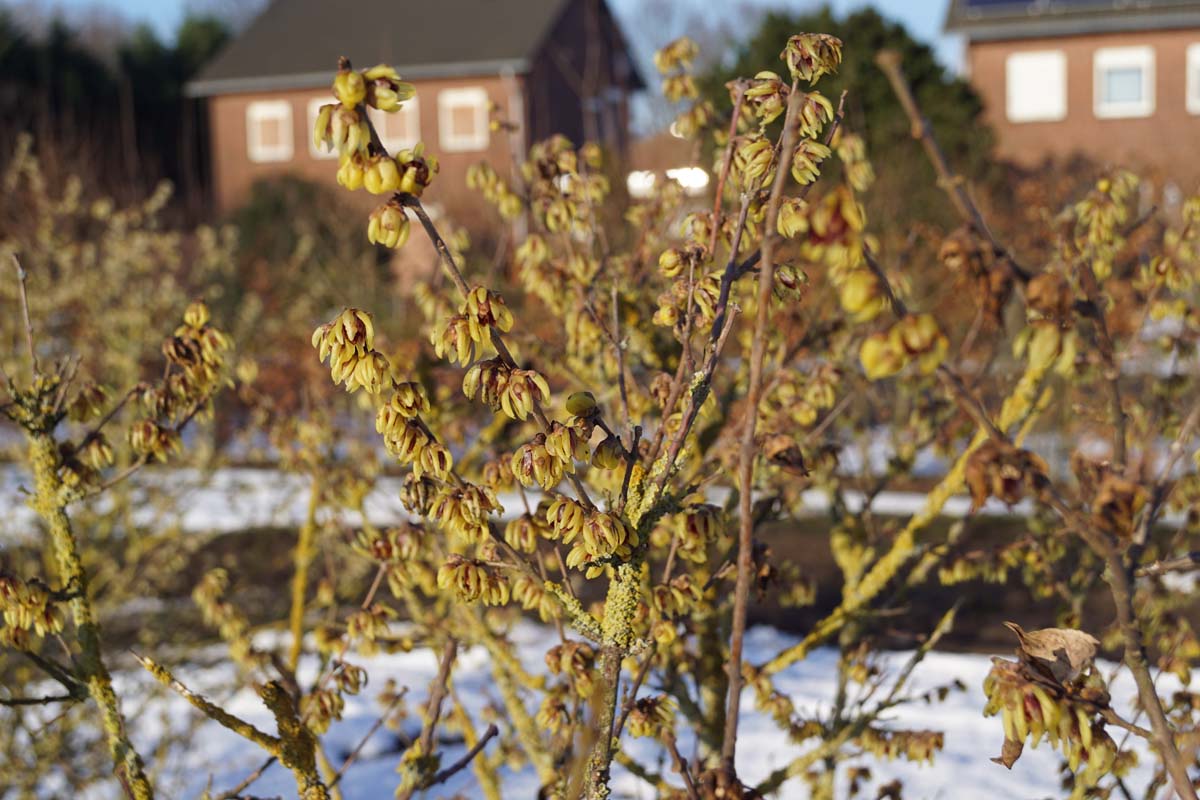 Chimonanthus praecox Tuinplanten bloesem