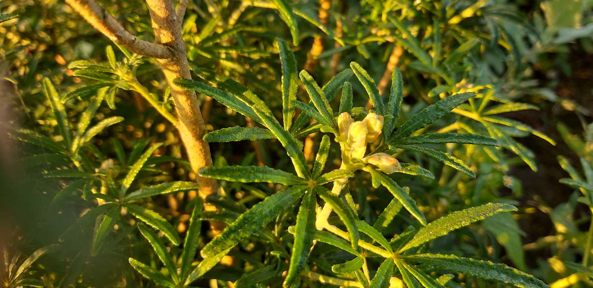 Choisya ternata 'Londaz' bloem