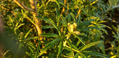 Choisya ternata 'Londaz' bloem