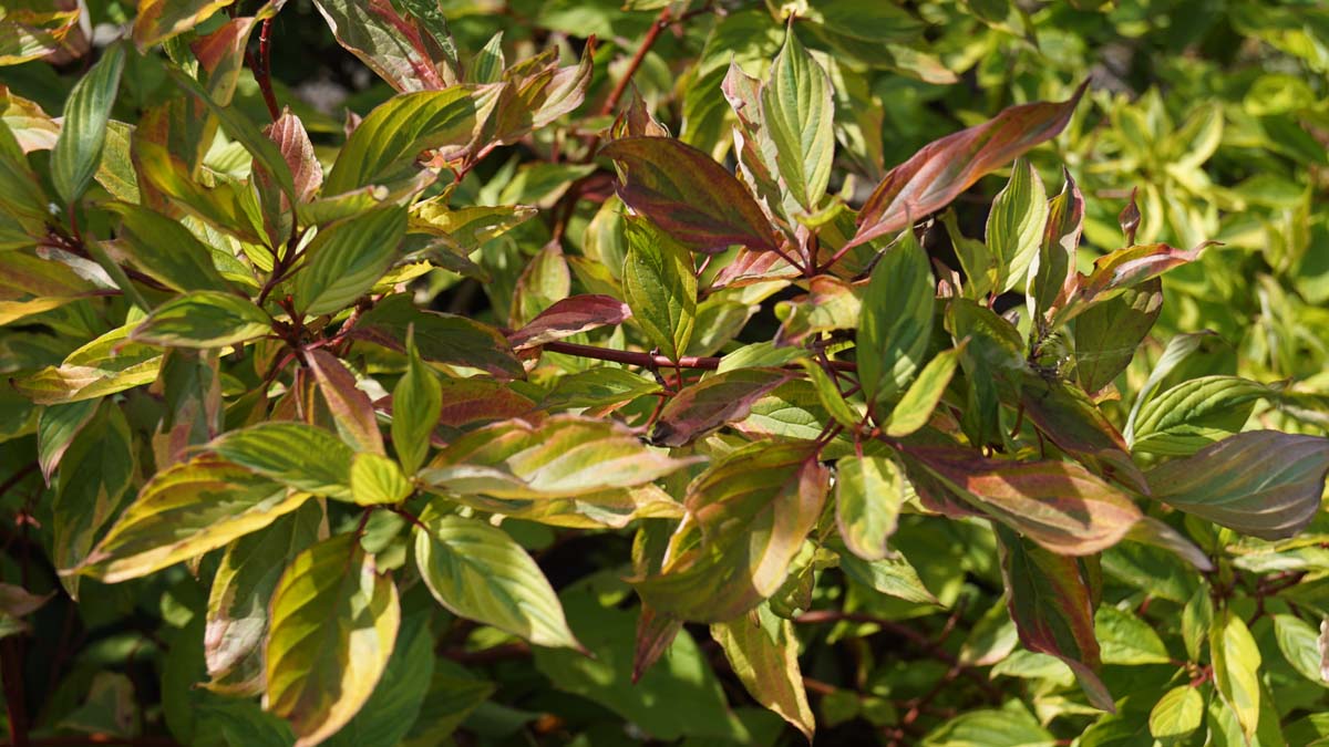 Cornus alba 'Spaethii' meerstammig / struik blad