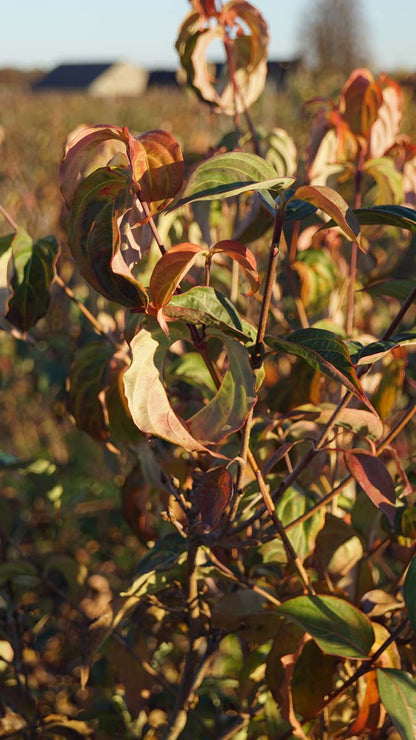 Cornus kousa 'National' Tuinplanten blad