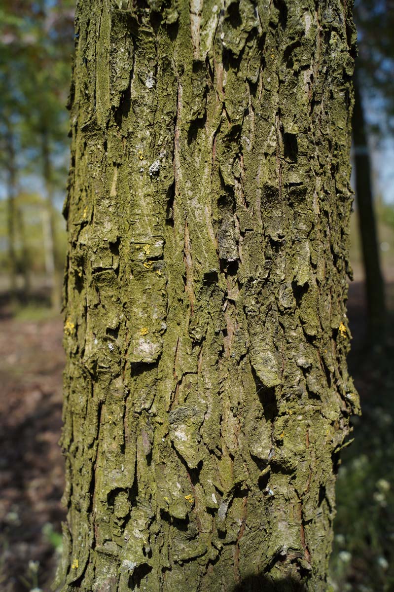 Crataegus monogyna meerstammig / struik bast