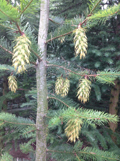 Cunninghamia lanceolata solitair kegel